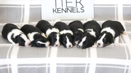 Border Collie for sale by LAURAJC