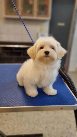 Havanese for sale by TIEK