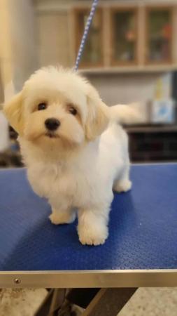 Havanese for sale by TIEK