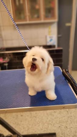 Havanese for sale by TIEK