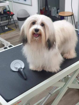 Havanese for sale by TIEK