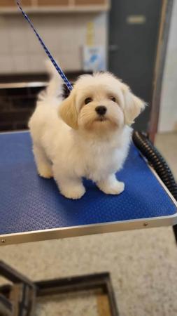 Havanese for sale by LAURAJC