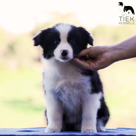 Border Collie puppy for sale by LAURAJC
