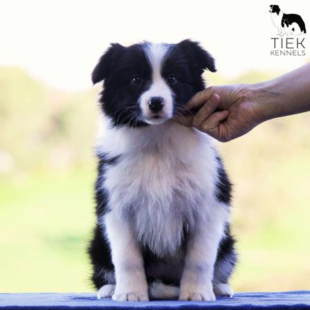 Border Collie puppy for sale by LAURAJC