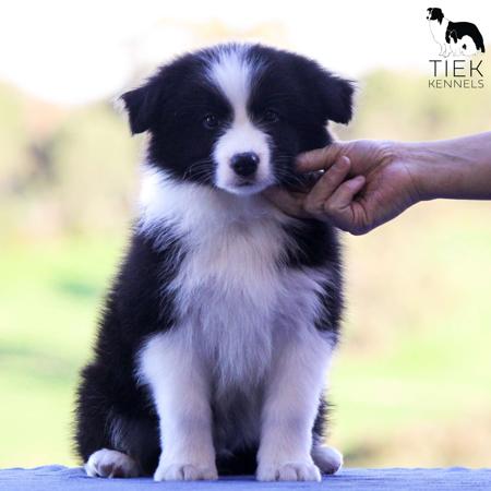 Border Collie puppy for sale by LAURAJC