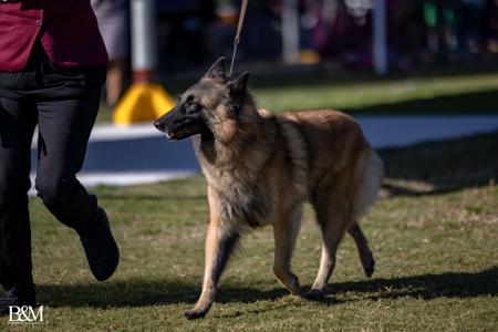 Belgian Shepherd Dog (Tervueren) for sale by CHERYL13