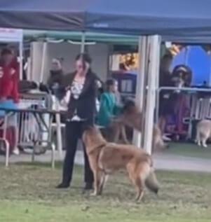 Belgian Shepherd Dog (Tervueren) for sale by SHERORABEL