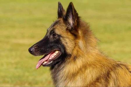 Belgian Shepherd Dog (Tervueren) for sale by SHERORABEL