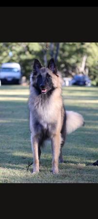 Belgian Shepherd Dog (Tervueren) for sale by SHERORABEL