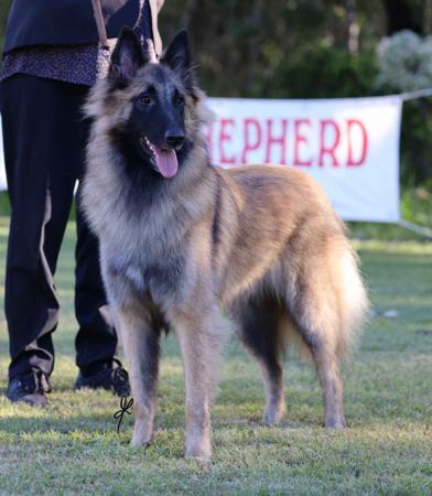 Belgian Shepherd Dog (Tervueren) for sale by SHERORABEL