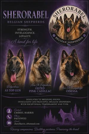 Belgian Shepherd Dog (Tervueren) for sale by SHERORABEL