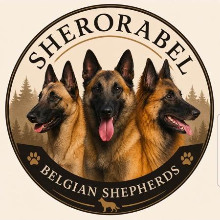 Belgian Shepherd Dog (Malinois) for sale by SHERORABEL