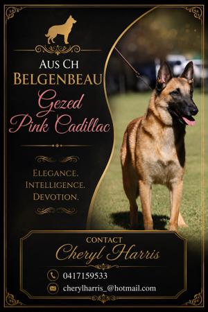 Belgian Shepherd Dog (Malinois) for sale by SHERORABEL