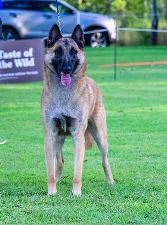 Belgian Shepherd Dog (Malinois) for sale by SHERORABEL