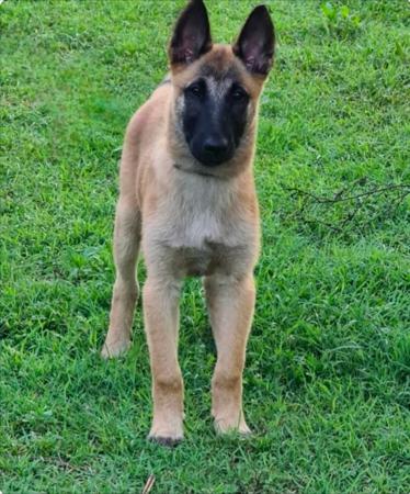 Belgian Shepherd Dog (Malinois) for sale by SHERORABEL
