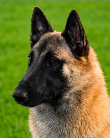 Belgian Shepherd Dog (Malinois) for sale by SHERORABEL