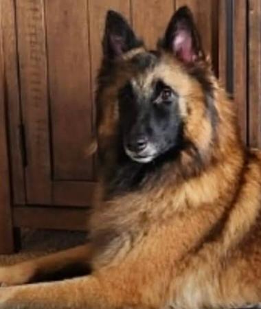 Belgian Shepherd Dog (Tervueren) for sale by SHERORABEL