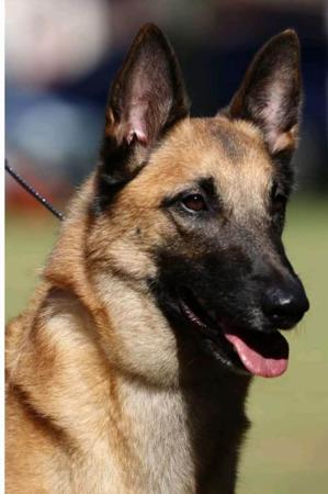 Belgian Shepherd Dog (Malinois) for sale by CHERYL13