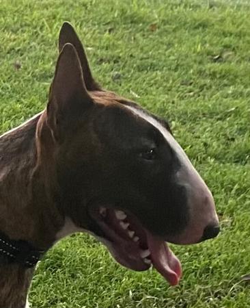 Bull Terrier (Miniature) puppy for sale by LILBUL