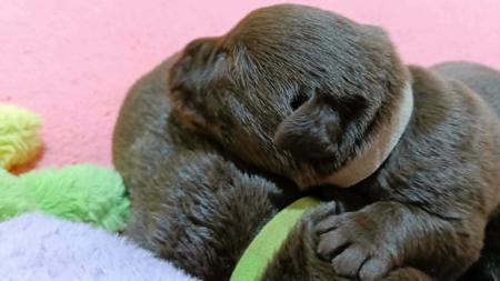 Labrador Retriever puppy for sale by ALIASA