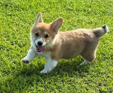 Welsh Corgi (Pembroke) puppy for sale by ALIASA