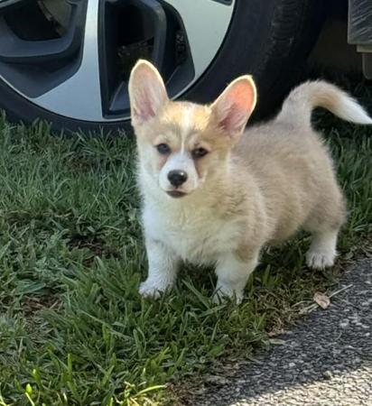 Welsh Corgi (Pembroke) puppy for sale by ALIASA