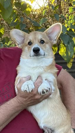 Welsh Corgi (Pembroke) puppy for sale by ALIASA