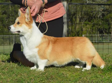 Aliasa Star Light Star Bright Welsh Corgi (Pembroke)