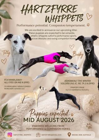 Whippet puppy for sale by MIZZD