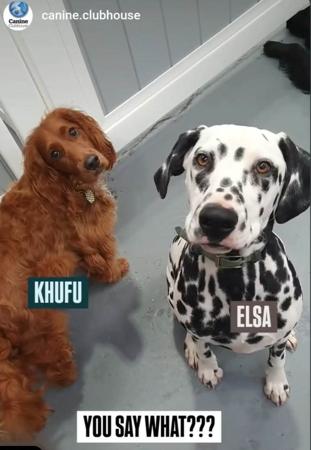 Dalmatian dog for sale by WONDERDAL