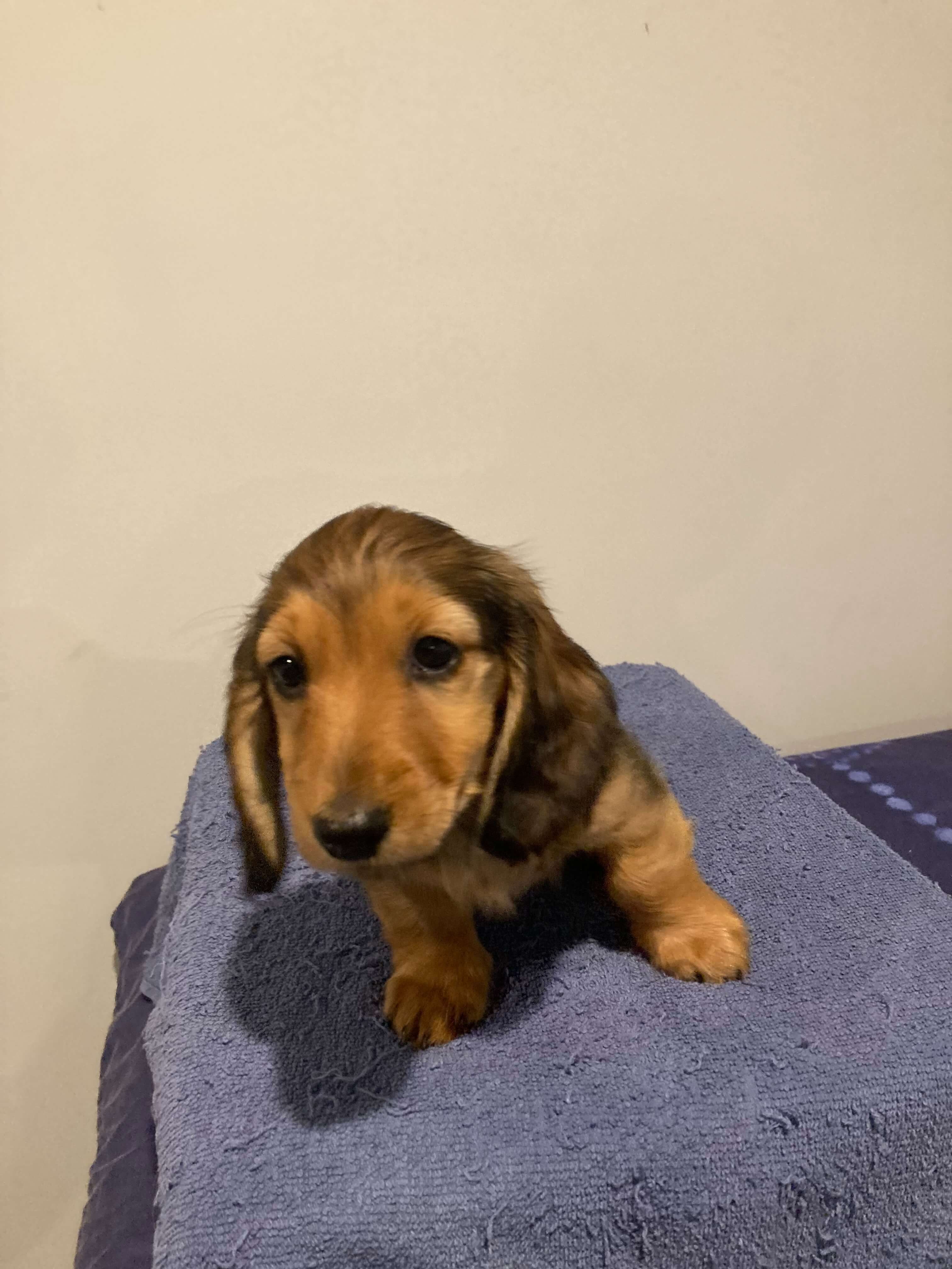 Long Rasmus Harclomad Rasmus Poppiesson Dachshund (Miniature Long Haired) - Owned ...