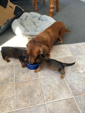 Dachshund (Miniature Long Haired) for sale by TMADDERN74