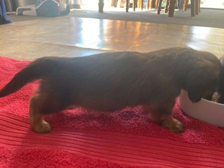 Dachshund (Miniature Long Haired) for sale by HARCLOMAD
