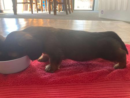 Dachshund (Miniature Long Haired) for sale by HARCLOMAD