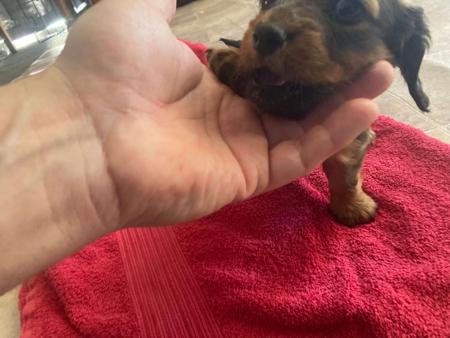 Dachshund (Miniature Long Haired) for sale by HARCLOMAD