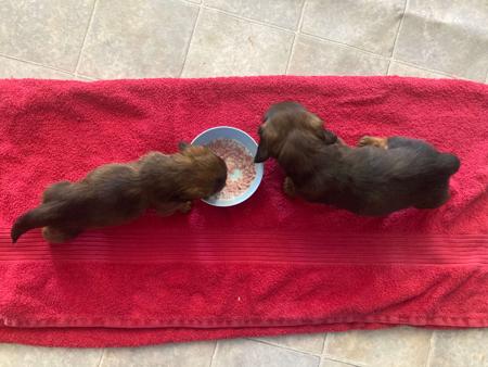 Dachshund (Miniature Long Haired) for sale by HARCLOMAD