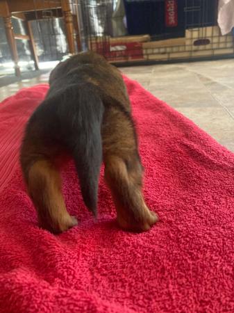 Dachshund (Miniature Long Haired) for sale by HARCLOMAD