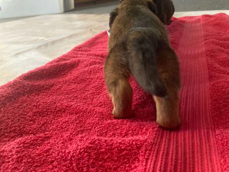 Dachshund (Miniature Long Haired) for sale by HARCLOMAD
