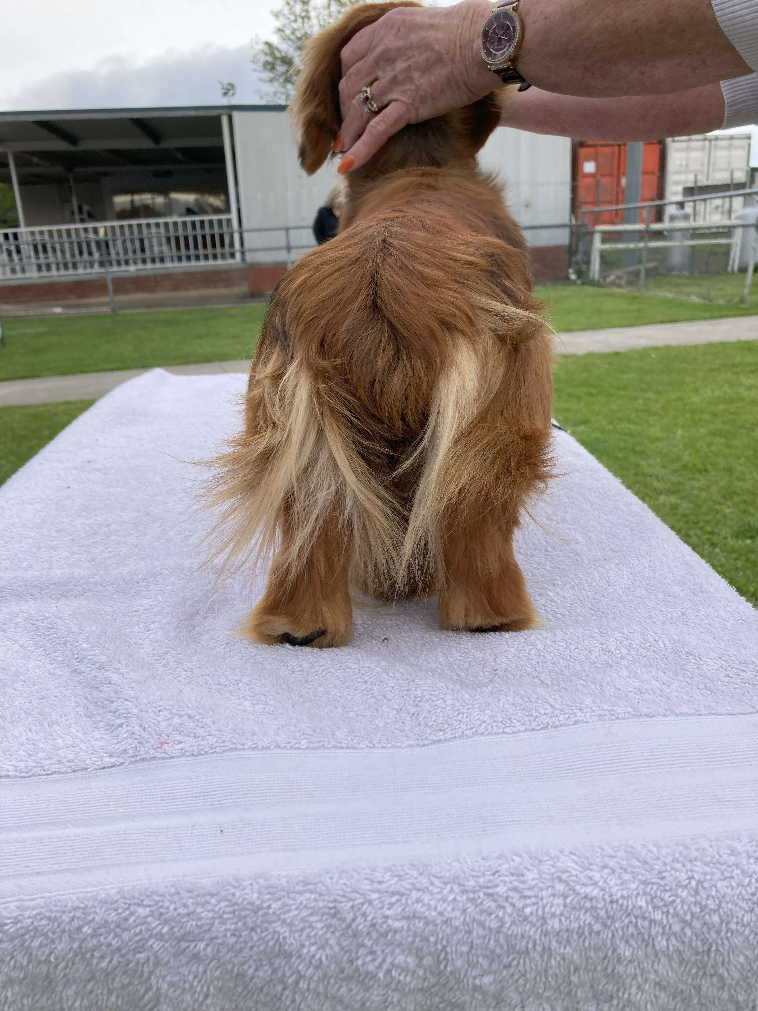 Long Rasmus Harclomad Rasmus Poppiesson Dachshund (Miniature Long Haired) - Owned ...