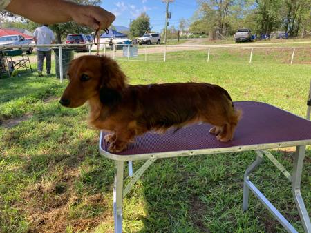 Dachshund (Miniature Long Haired) puppy for sale by HARCLOMAD