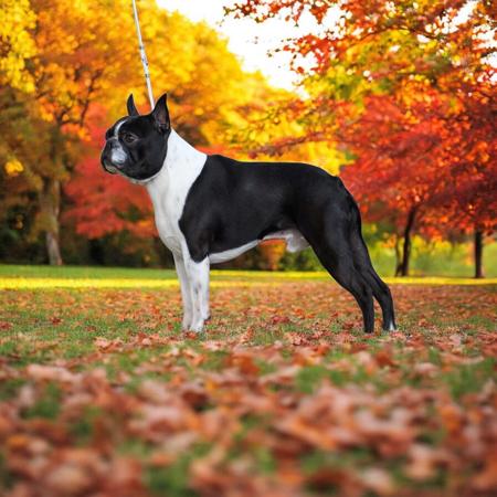 Boston Terrier for sale by LUVGATE