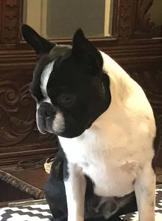 Boston Terrier for sale by LUVGATE