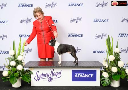 Boston Terrier for sale by LUVGATE