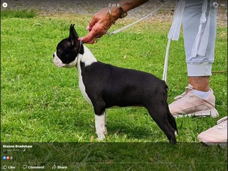 Boston Terrier for sale by LUVGATE