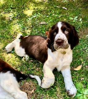 English Springer Spaniel for sale by ESSQUIRE