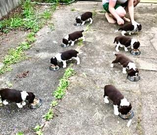 English Springer Spaniel for sale by ESSQUIRE