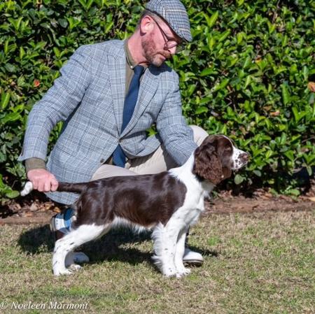 English Springer Spaniel for sale by ESSQUIRE