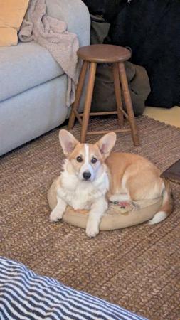 Welsh Corgi (Pembroke) for sale by OCHREHILLS