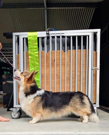 Welsh Corgi (Pembroke) for sale by OCHREHILLS