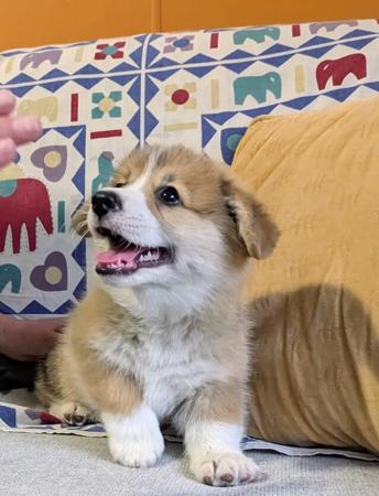 Welsh Corgi (Pembroke) for sale by OCHREHILLS